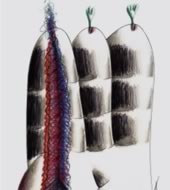 4-boligrafo