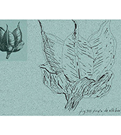 5-serie-libro-botanica