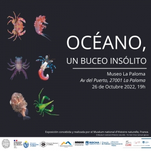 Exposici&oacute;n "Oc&eacute;ano, un buceo ins&oacute;lito" en el Museo La Paloma