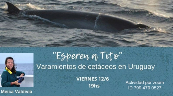 Esperen  a Tito, charla sobre varamientos de cet&aacute;ceos en Uruguay