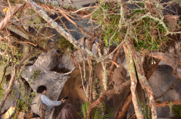 Exposición Murciélagos en Uruguay en el Museo Nacional de Historia Natural.