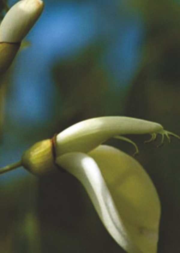 Futuro Natural. Arte y Ciencias Naturales. Desde el  jueves 11 de noviembre.