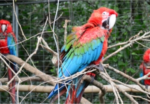 Guacamayo rojo