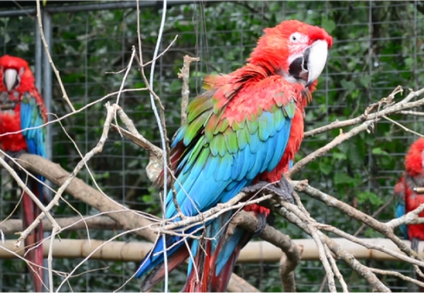 Guacamayo rojo